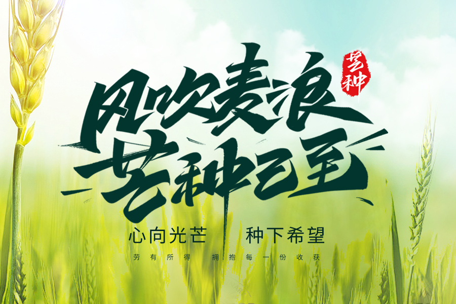 芒种至，盛夏始，一杯清茶，从容自在